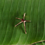 Load image into Gallery viewer, Brass Spiny Starfish Pendant-Jenstones Jewelry

