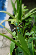 Load image into Gallery viewer, Dragonfly Ring - Pearl and Christophase in Brass-Jenstones Jewelry
